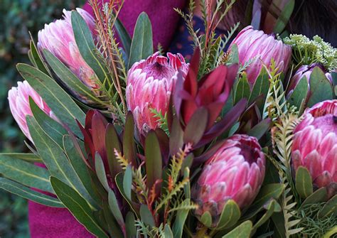  Fleurability: A Gardener's Guide to Floral Arrangements – An Ode to South Africa's Blossoming Palette